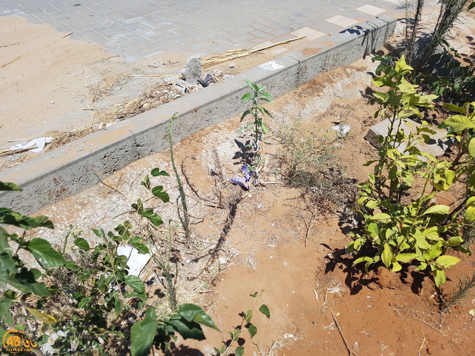 tasoo trees je (3).jpg